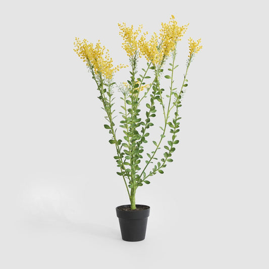 Mimosa bush 46cm in Black Pot | Luxury home decor and furniture by Home Decor & Co