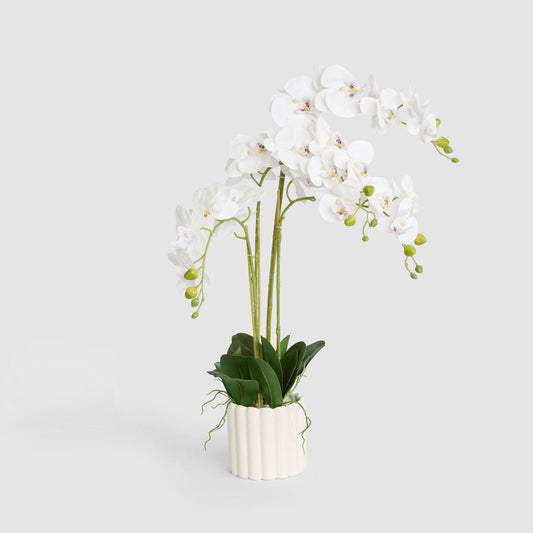 Potted Real Touch Phalaenopsis Orchid | Luxury home decor and furniture by Home Decor & Co