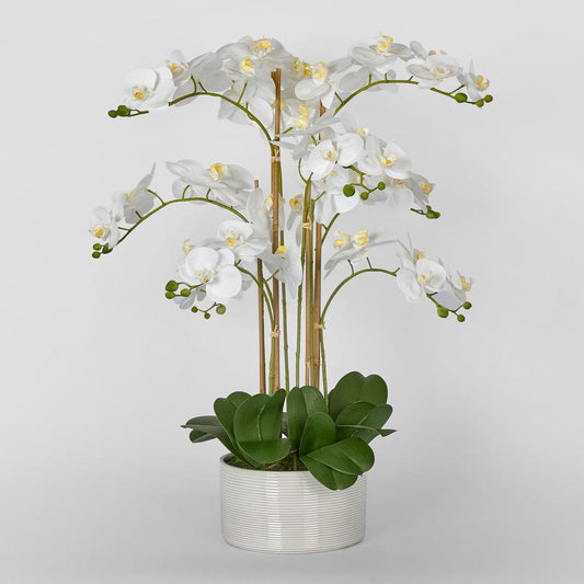 Luxe Phalaenopsis in Ribbed Bowl 9 Stems | Luxury home decor and furniture by Home Decor & Co