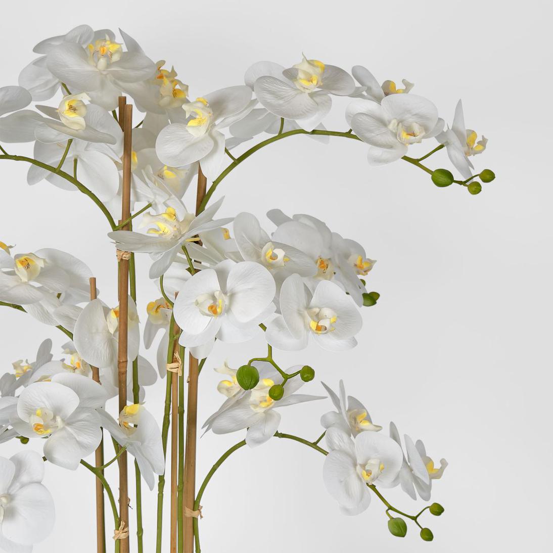 Luxe Phalaenopsis in Ribbed Bowl 9 Stems