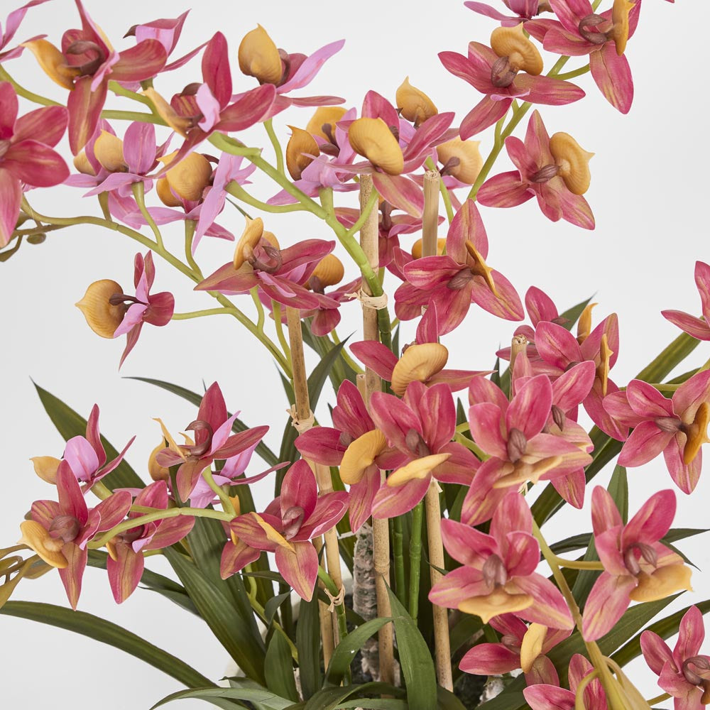 Deluxe Potted Cycnoches Orchid