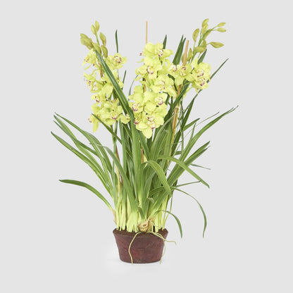 Cymbidium Giant Paper Pot 1.1m Light Green, artificial flowers