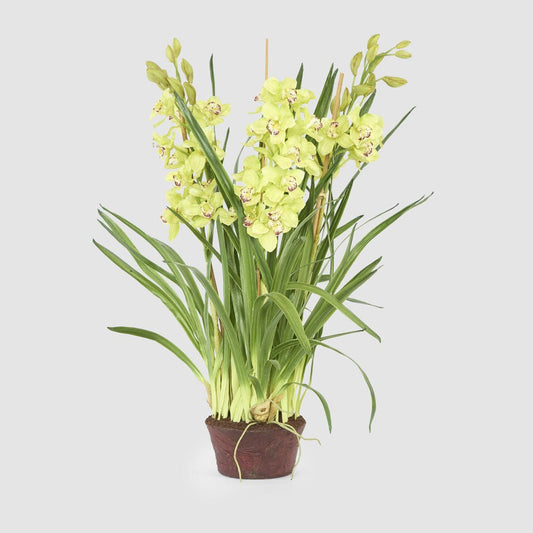 Cymbidium Giant Paper Pot 1.1m Light Green | Luxury home decor and furniture by Home Decor & Co