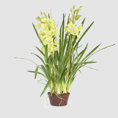 Cymbidium Giant Paper Pot 1.1m Light Green, view 2