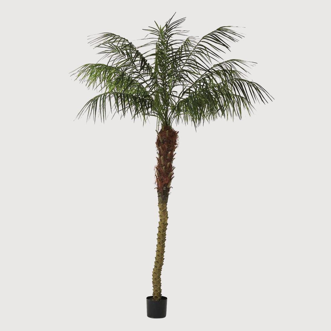 Phoenix Palm 2.4m | Luxury home decor and furniture by Home Decor & Co