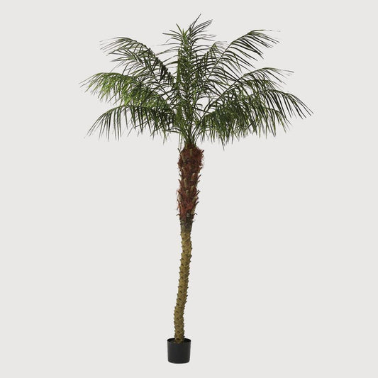 Phoenix Palm 2.4m | Luxury home decor and furniture by Home Decor & Co