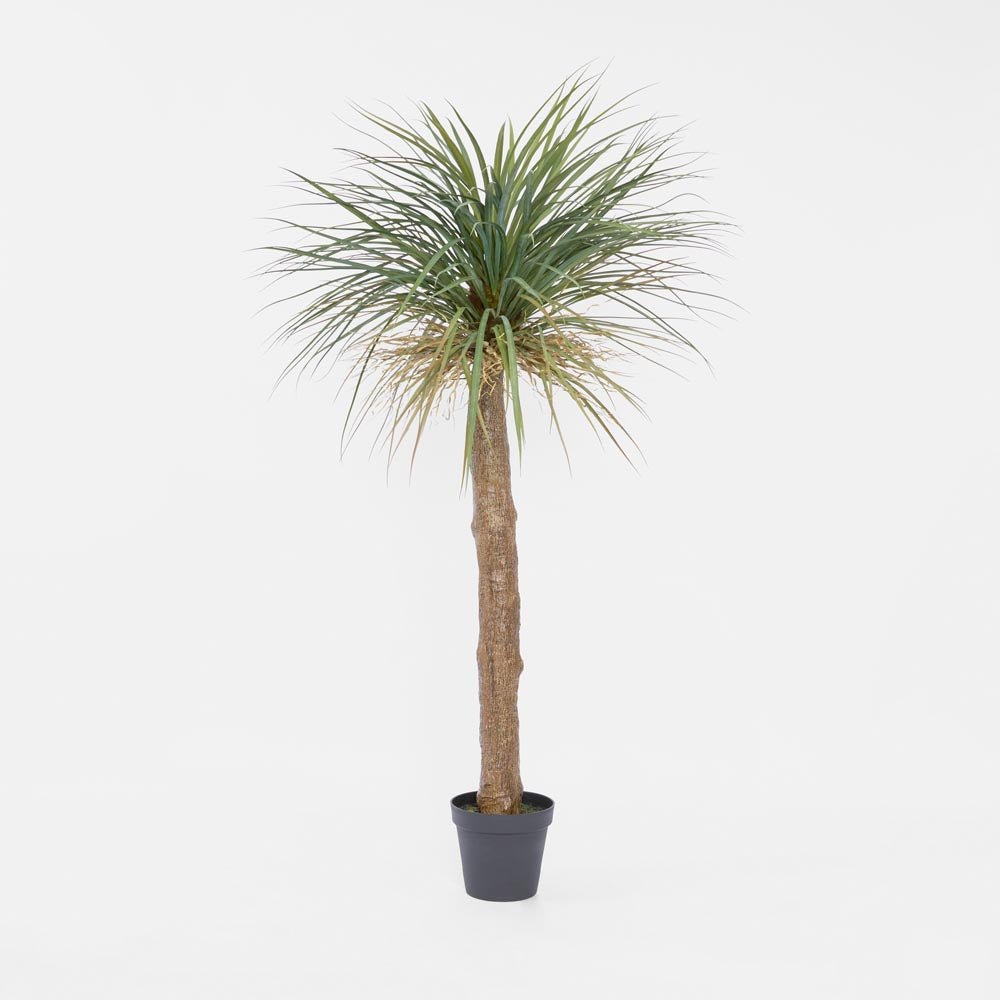 Grass Tree Large 2m | Luxury home decor and furniture by Home Decor & Co