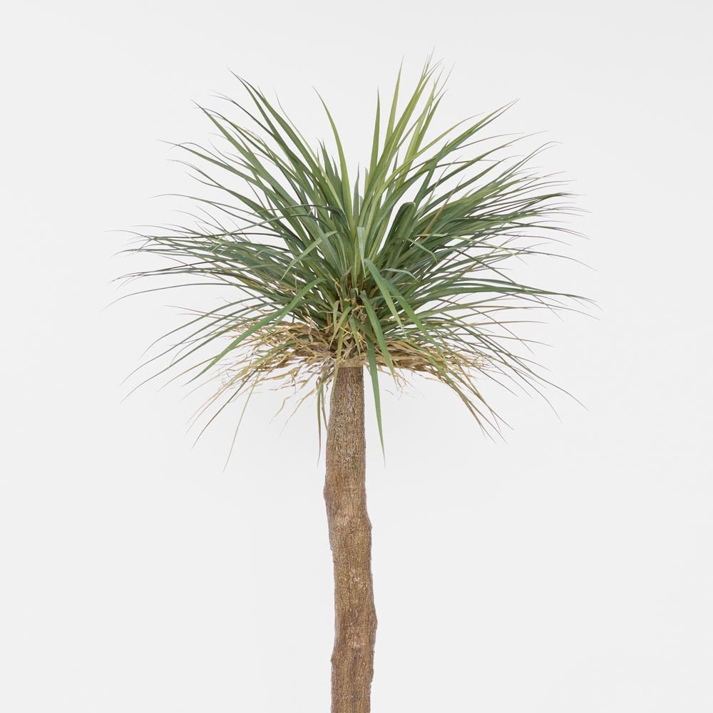 Grass Tree Large 2m | Luxury home decor and furniture by Home Decor & Co