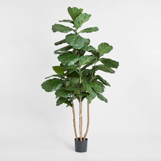 Fiddle Leaf Tree 1.9m | Luxury home decor and furniture by Home Decor & Co