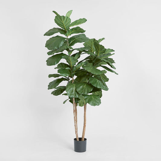 Fiddle Leaf Tree 1.9m, view 2