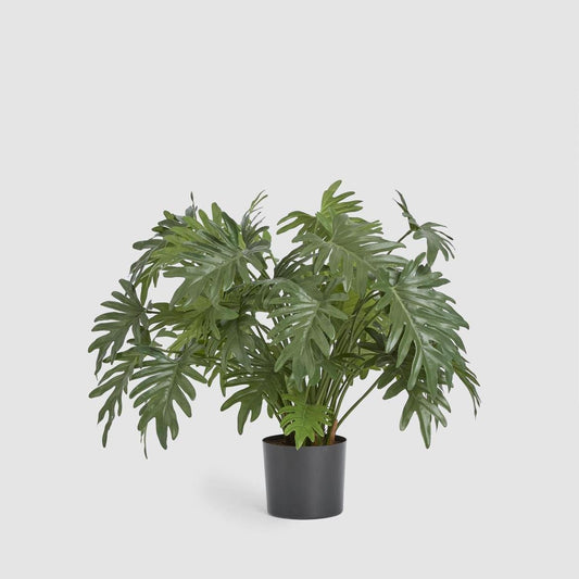 Split Philo Potted Bush 75cm | Luxury home decor and furniture by Home Decor & Co