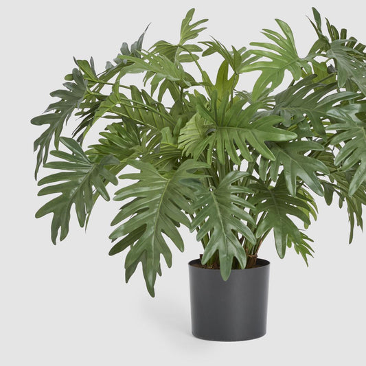 Split Philo Potted Bush 75cm | Luxury home decor and furniture by Home Decor & Co