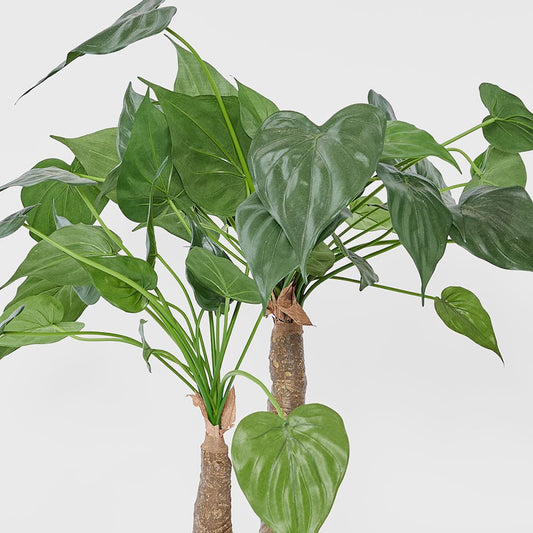 Alocasia Cucullata Tree 95cm, view 2