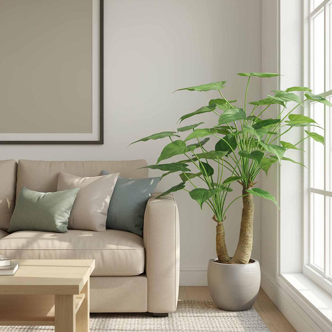 Alocasia Cucullata Tree 95cm | Luxury home decor and furniture by Home Decor & Co