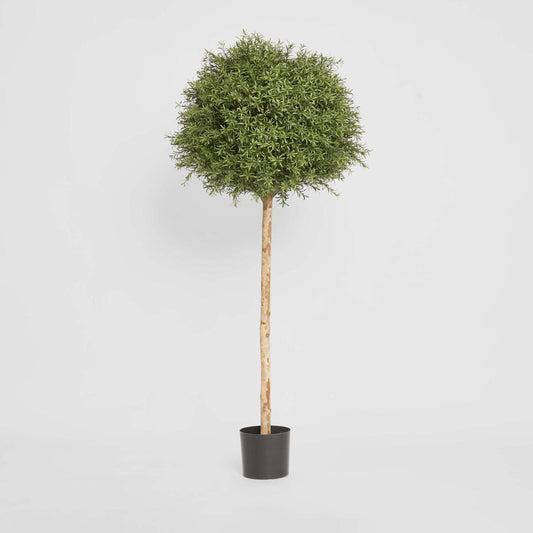 Rosemary Ball Tree 1.45m, view 2