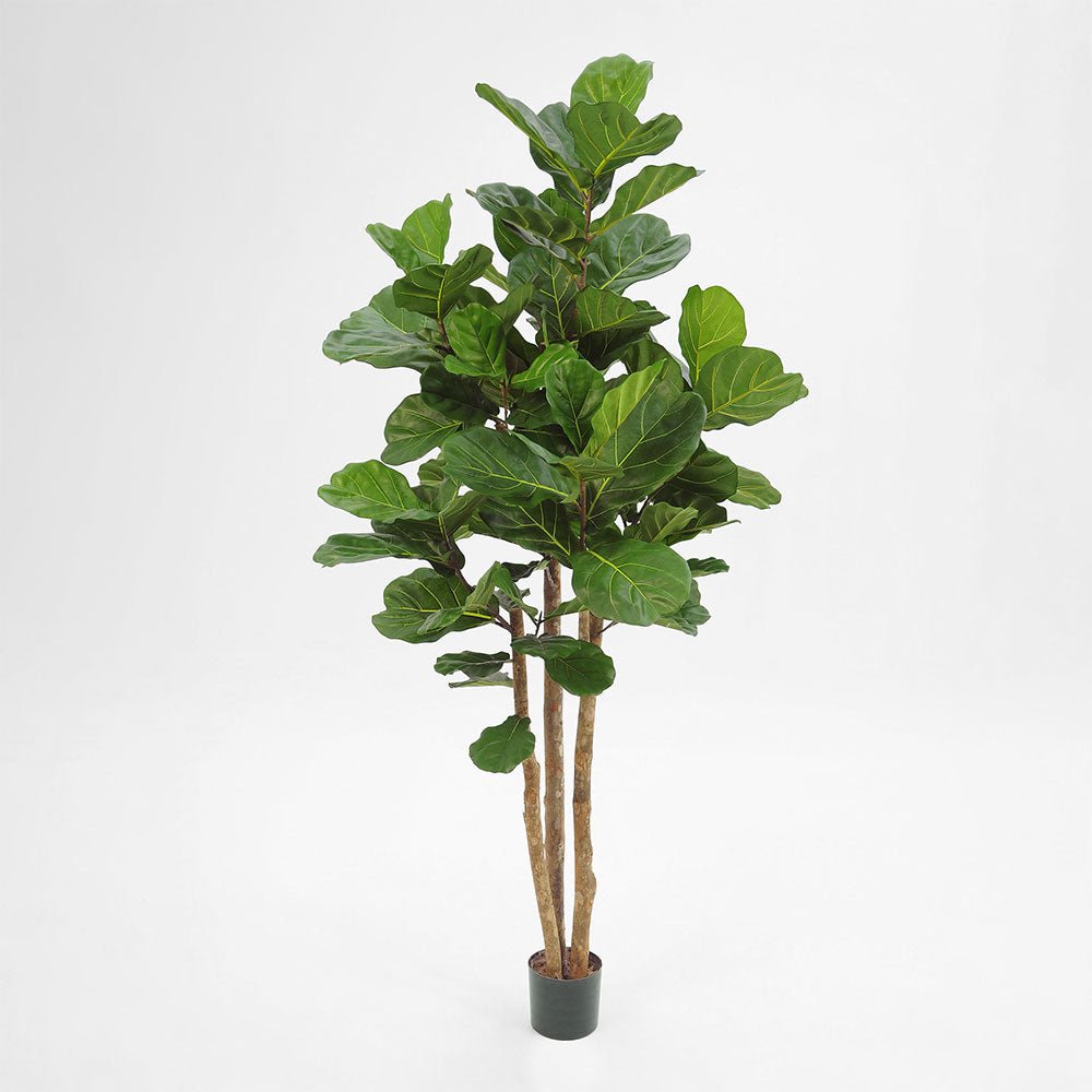 2.3m Fiddle Leaf Tree With 94 Leaves | Luxury home decor and furniture by Home Decor & Co