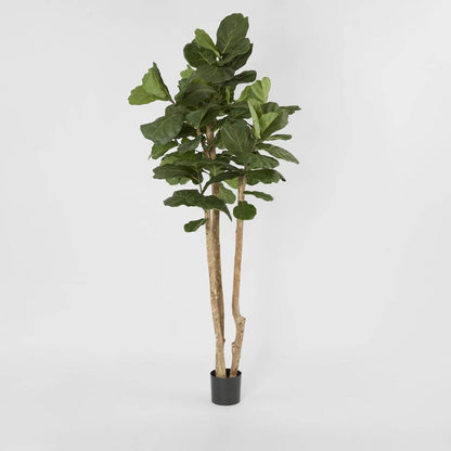 Fiddle Leaf Tree with 94 Leaves 2.3m, view 2
