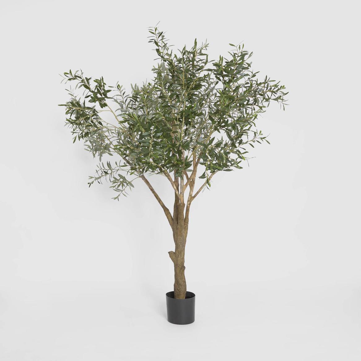 Olive Tree with 3366 Leaves 190cm