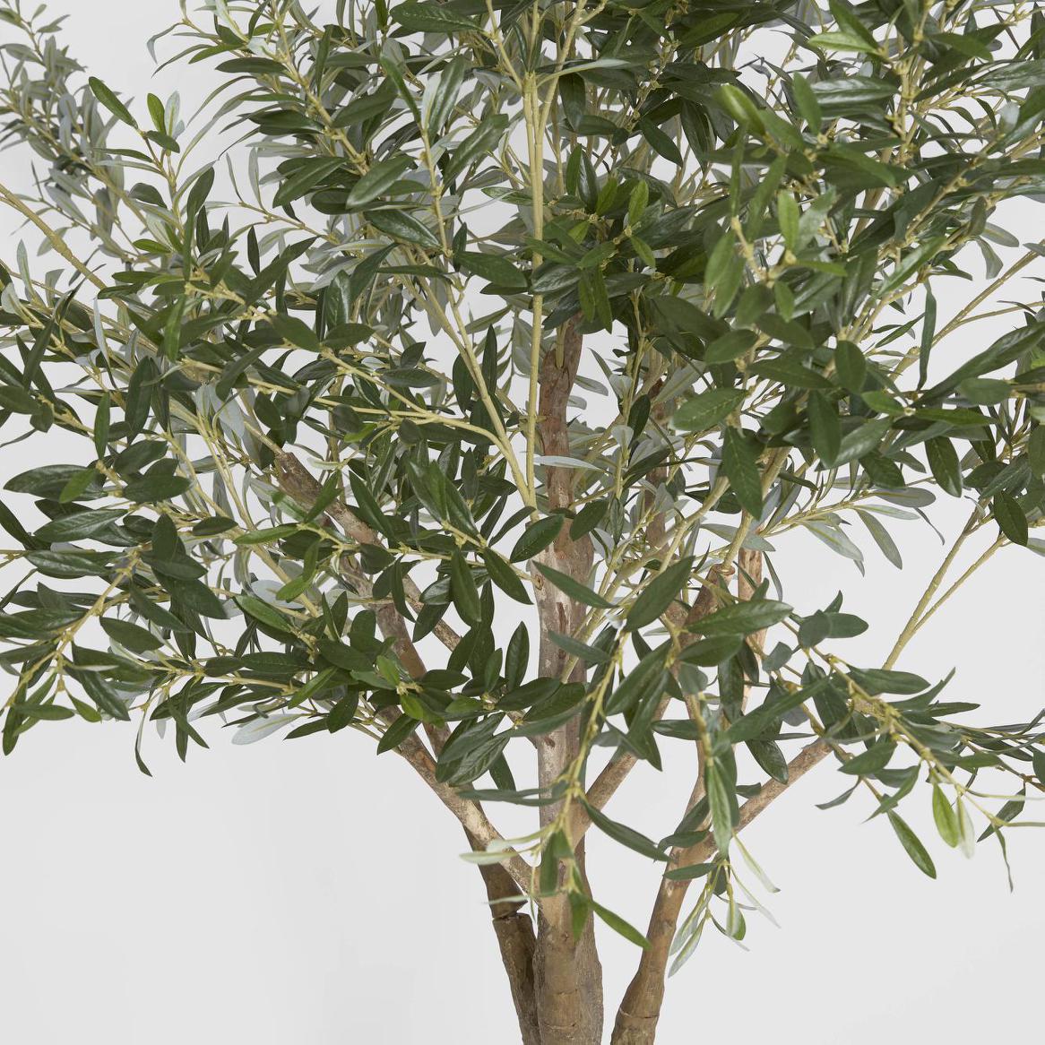 Olive Tree with 3366 Leaves 190cm