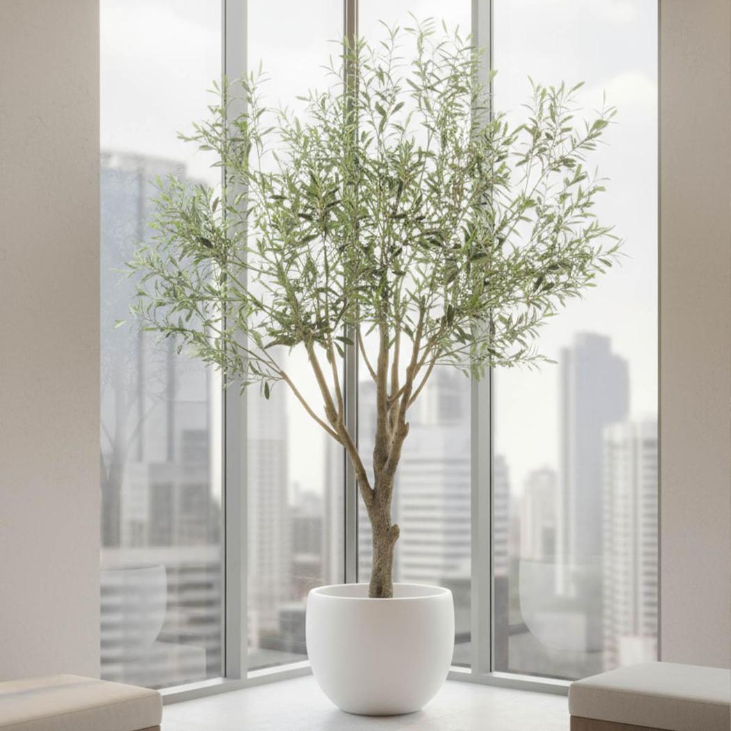 Olive Tree with 3366 Leaves 190cm