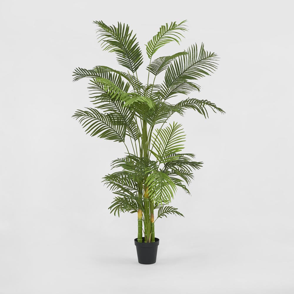 Real Touch Palm Tree in Black Pot 210cm
