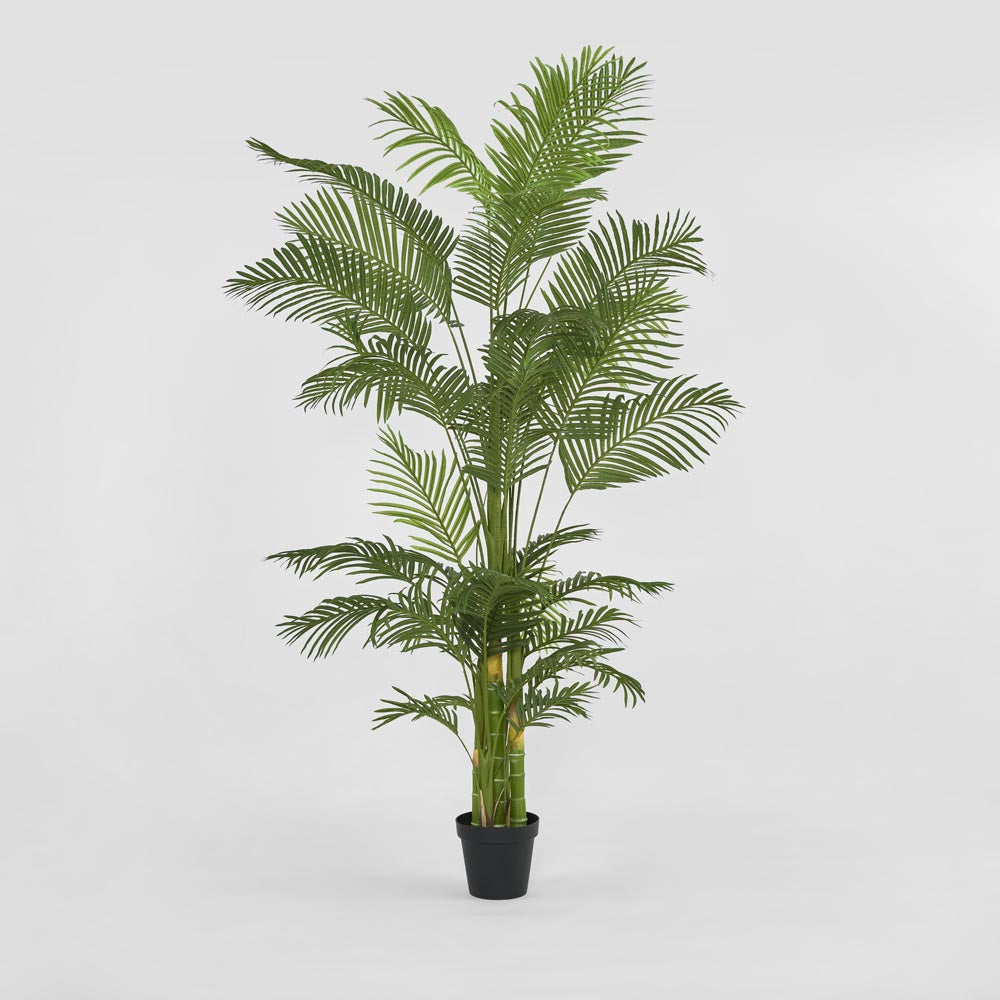 Real Touch Palm Tree in Black Pot 210cm