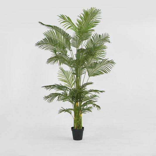 Real Touch Palm Tree in Black Pot 210cm | Luxury home decor and furniture by Home Decor & Co