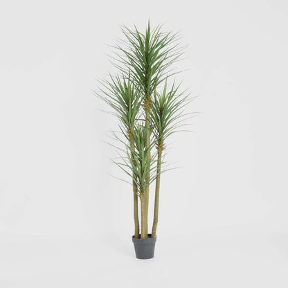 Yucca Tree in Black Pot 180cm