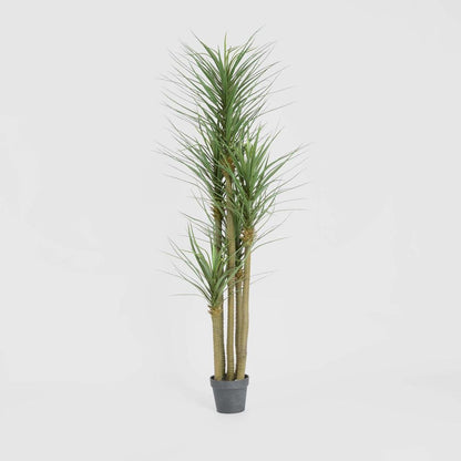 Yucca Tree in Black Pot 180cm, view 2