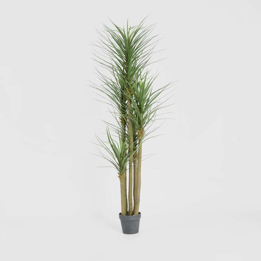 Yucca Tree in Black Pot 180cm, view 2