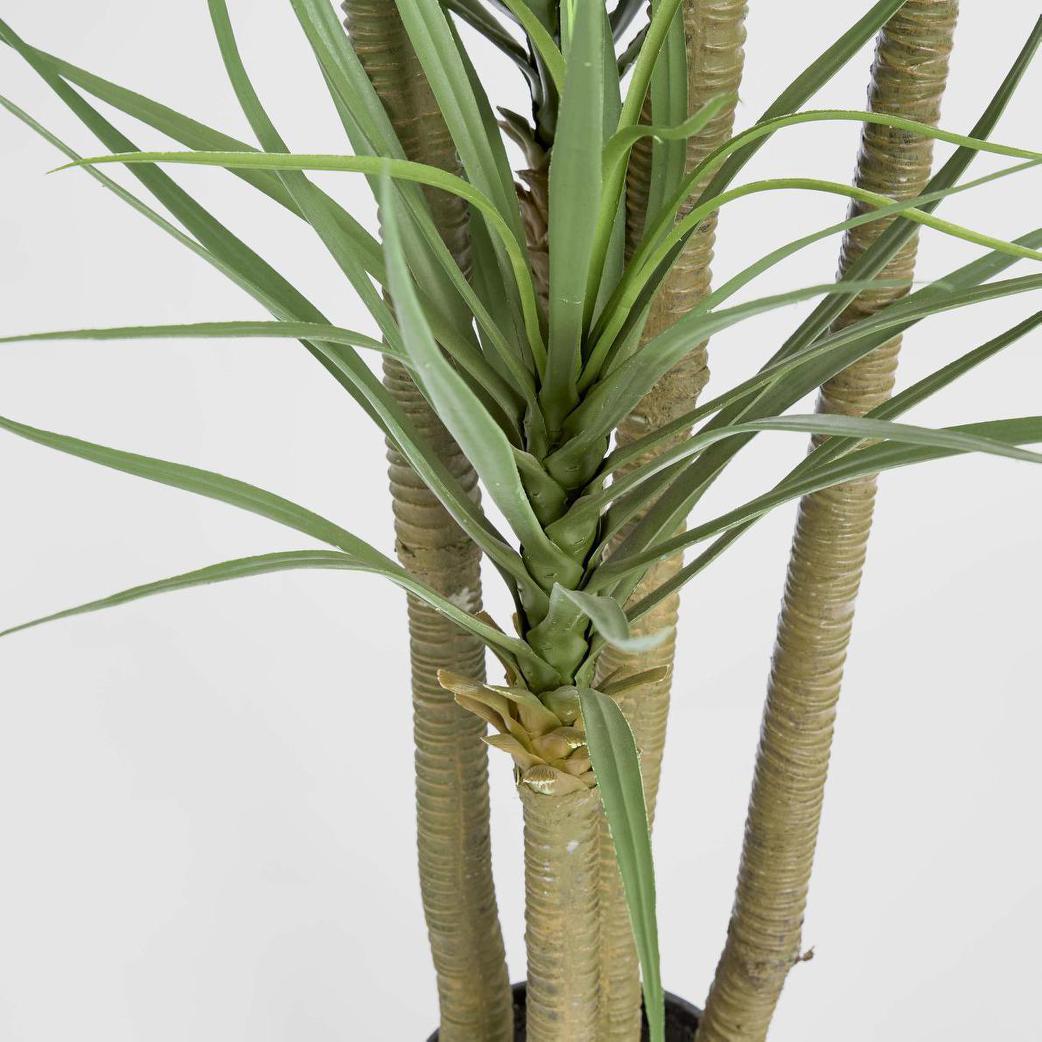 Yucca Tree in Black Pot 180cm