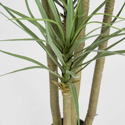 Yucca Tree in Black Pot 180cm, view 4