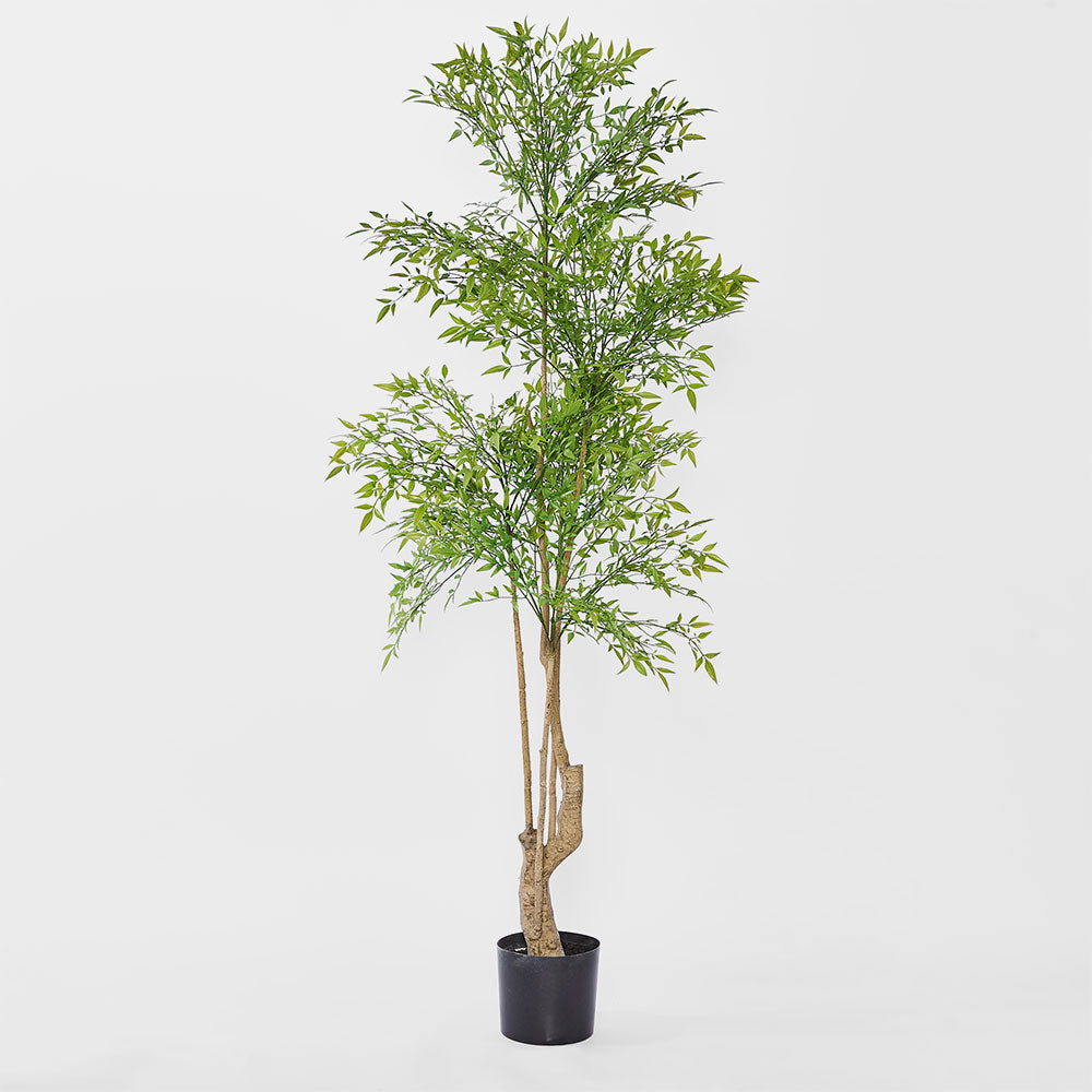 Nandina Tree 180cm