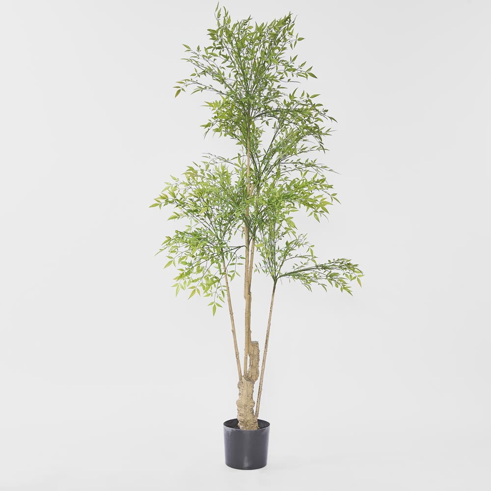 Nandina Tree 180cm