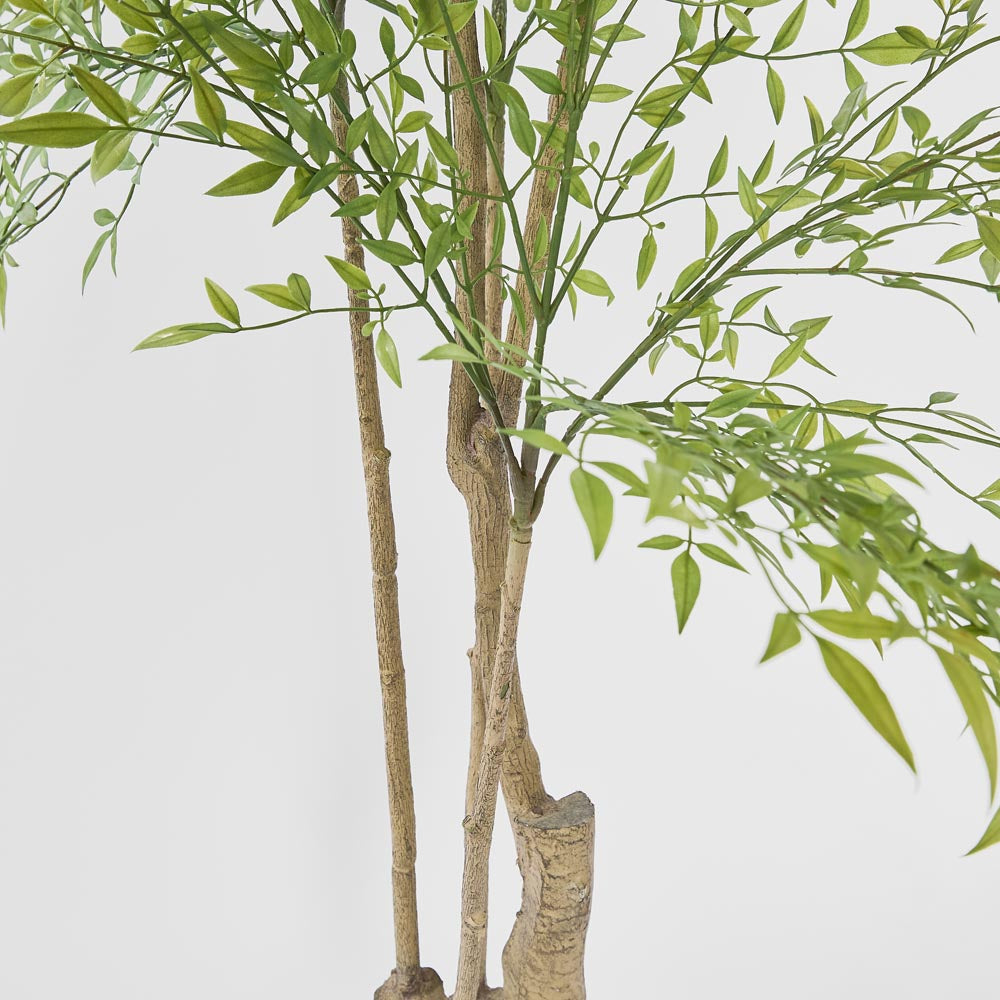 Nandina Tree 180cm