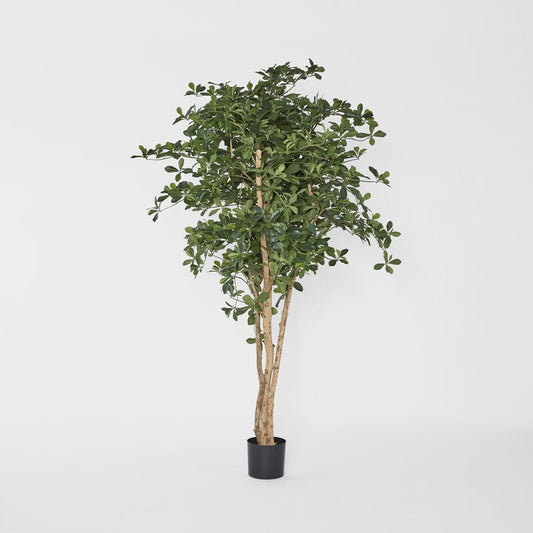 Oriental Olive Tree 155cm, view 2