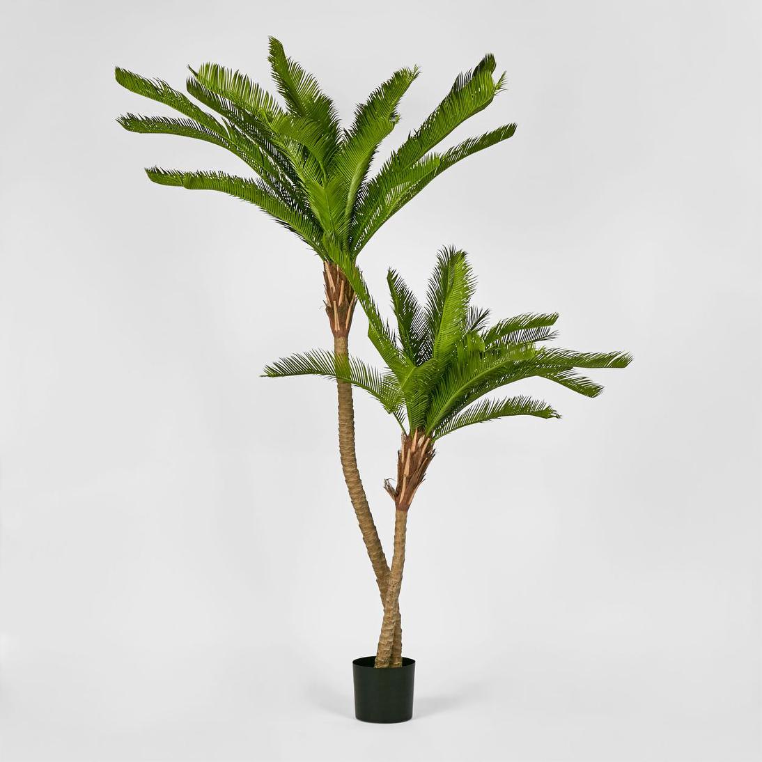 Cycus Palm with 2058 Leaves 1.5m