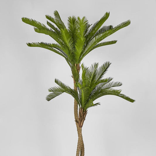 Cycus Palm with 2058 Leaves 1.5m, view 2