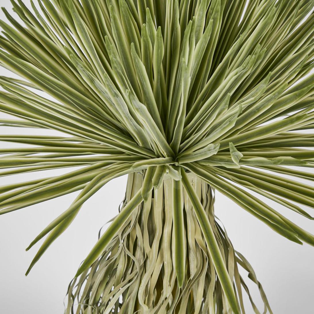 Variegated Grass Tree 60cm | Luxury home decor and furniture by Home Decor & Co