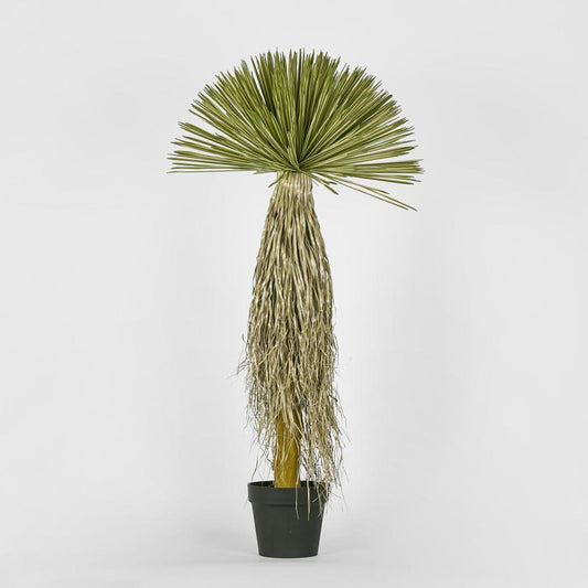 Variegated Grass Tree 120cm | Luxury home decor and furniture by Home Decor & Co