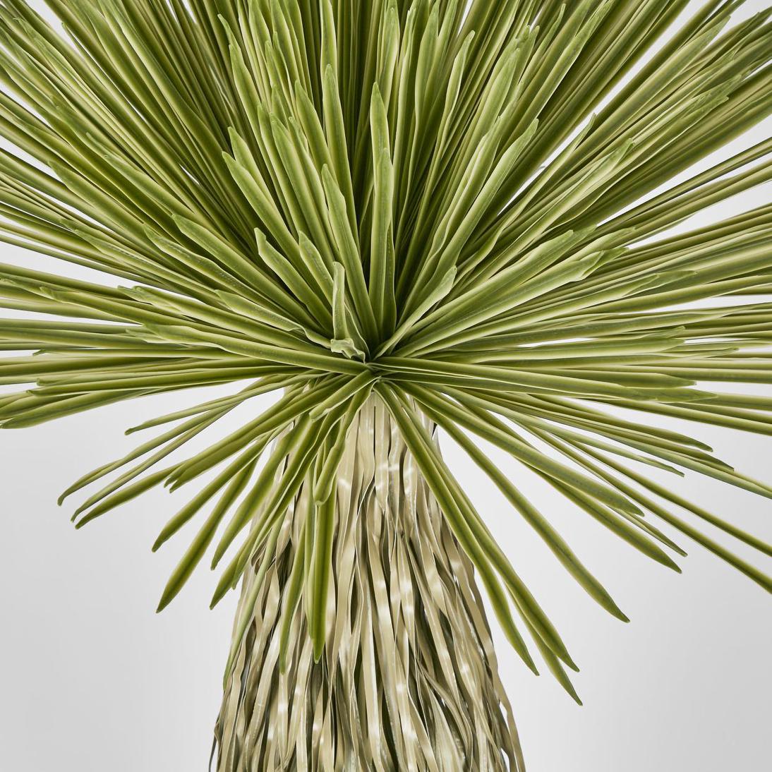 Variegated Grass Tree 120cm | Luxury home decor and furniture by Home Decor & Co
