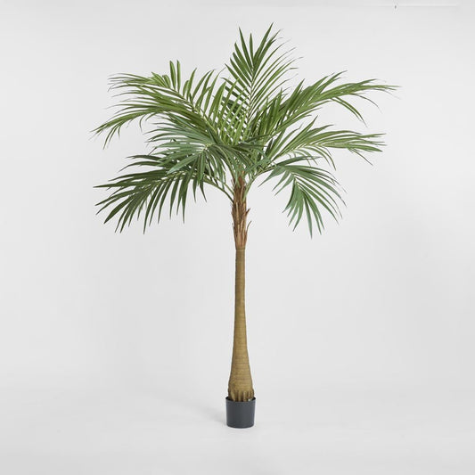 Majesty Palm Tree 240cm, view 2