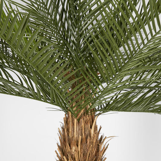 Phoenix Palm Tree 300cm, view 2
