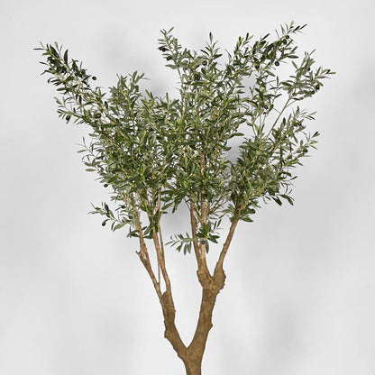 Olive Tree with 5 Branch Trunk 225cm, view 2