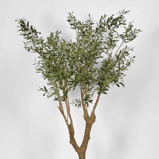 Olive Tree with 5 Branch Trunk 225cm, view 2
