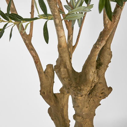 Olive Tree with 5 Branch Trunk 225cm, view 3