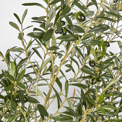 Olive Tree with 5 Branch Trunk 225cm, view 4