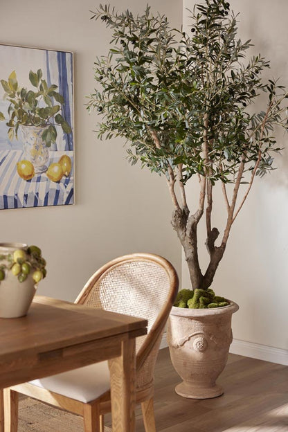 Olive Tree with 5 Branch Trunk 225cm, view 5