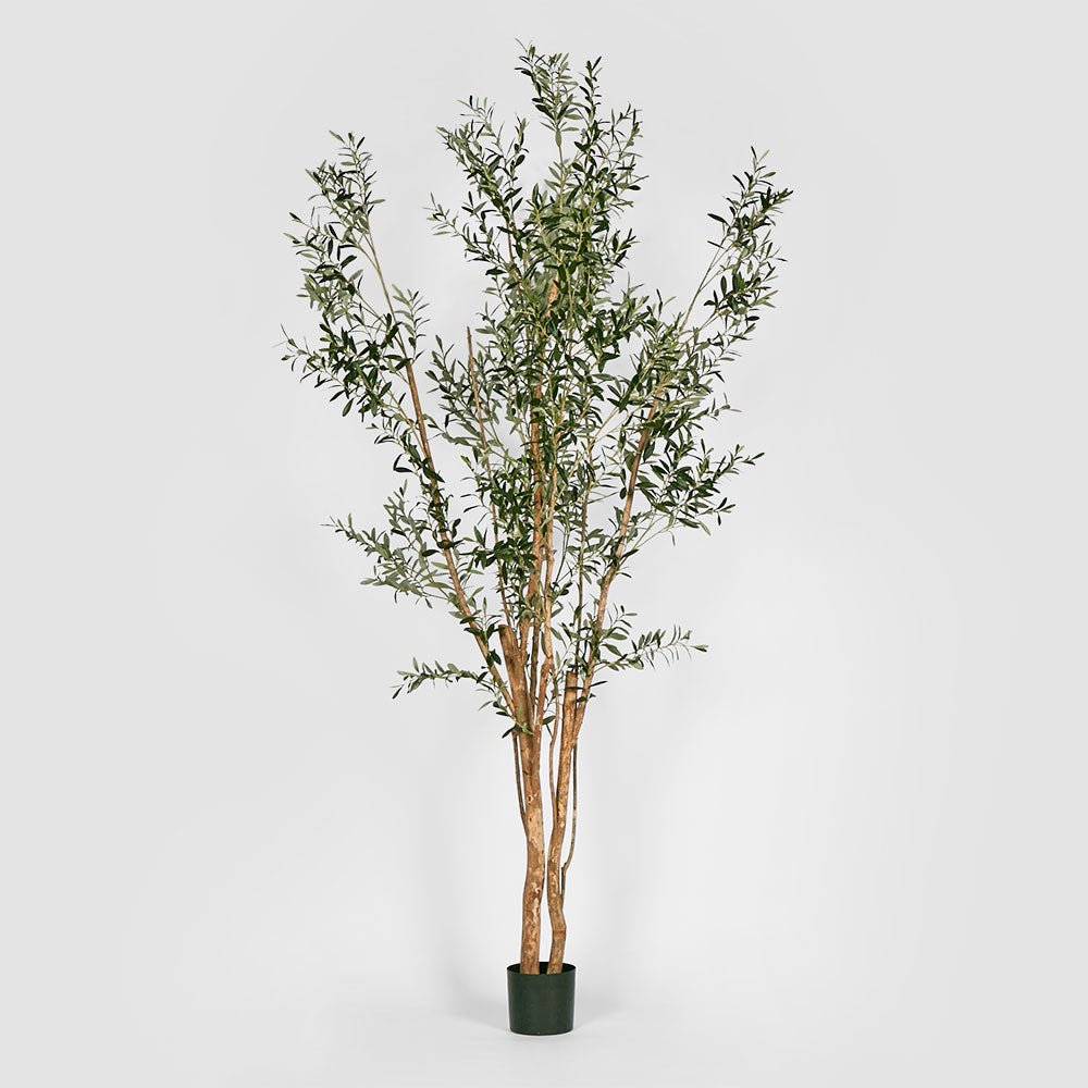 Olive Tree Multi Stem 280cm | Luxury home decor and furniture by Home Decor & Co