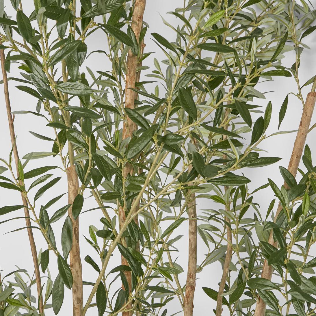 Olive Tree Multi Stem 280cm | Luxury home decor and furniture by Home Decor & Co